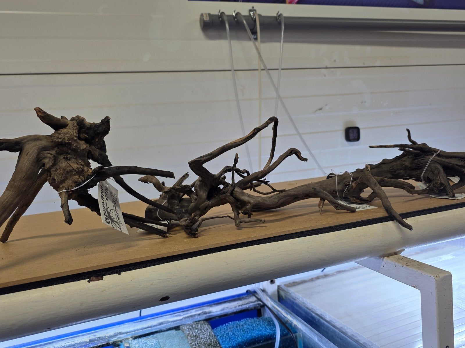 driftwood en kienhout, Ophalen of Verzenden, Plant(en), Steen of Hout