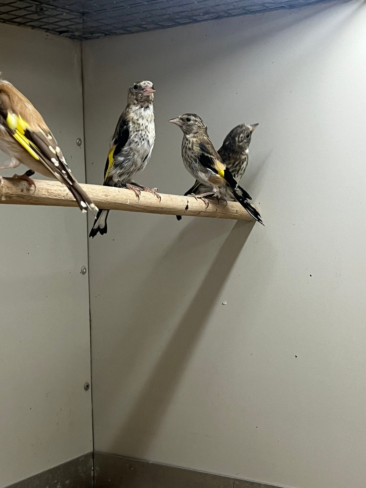 Parva Putter 0-0-3, Dieren en Toebehoren, Meerdere dieren, Wildzangvogel, Geringd
