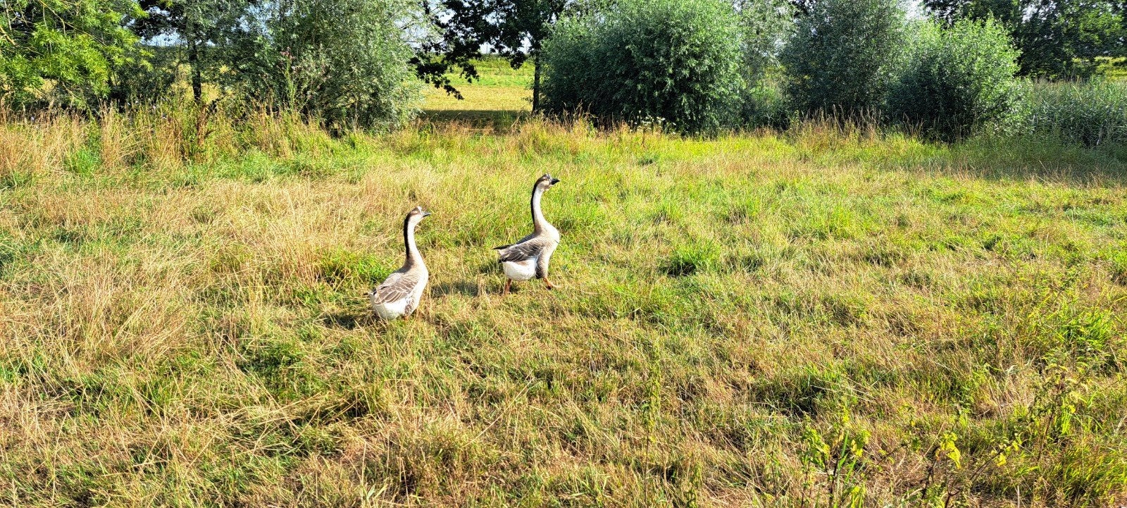 chineese knobbelgans span., Dieren en Toebehoren, Meerdere dieren, Gans of Zwaan