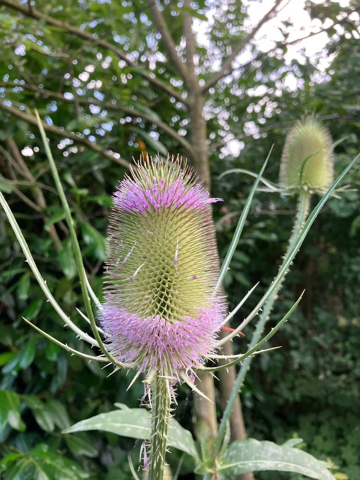 Grote kaardebol inheems, Volle zon, Tweejarig, Zomer, Ophalen