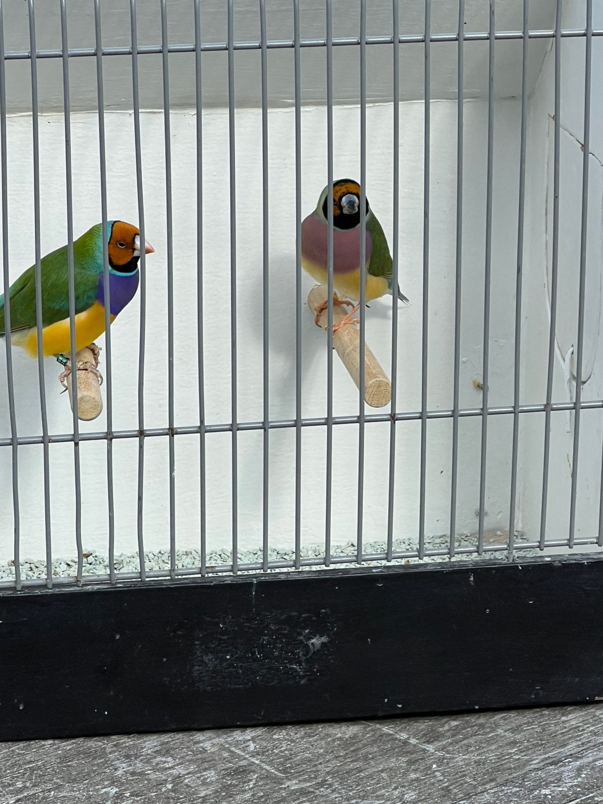 Gouldamadines, Dieren en Toebehoren, Meerdere dieren, Tropenvogel