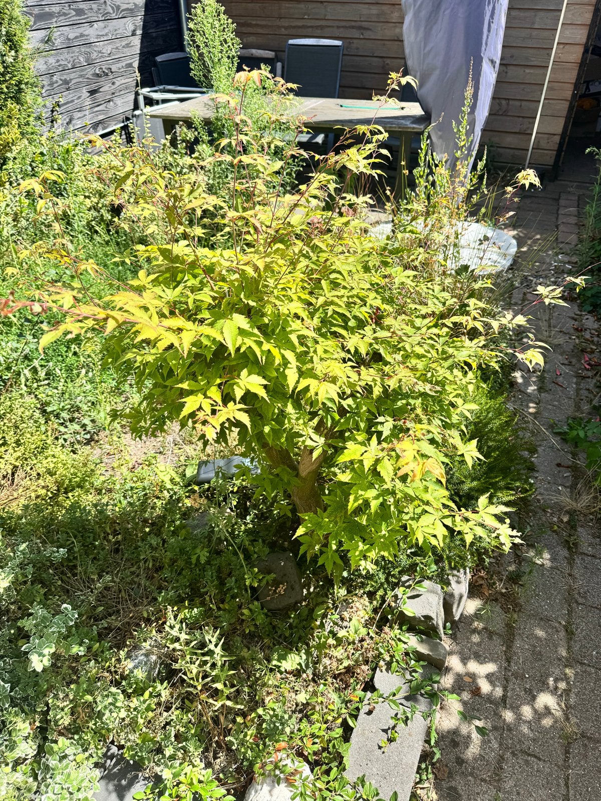 Prachtige Japanse esdoorn - Acer palmatum, Tuin en Terras, Vaste plant, Bloeit niet, Halfschaduw, Ophalen