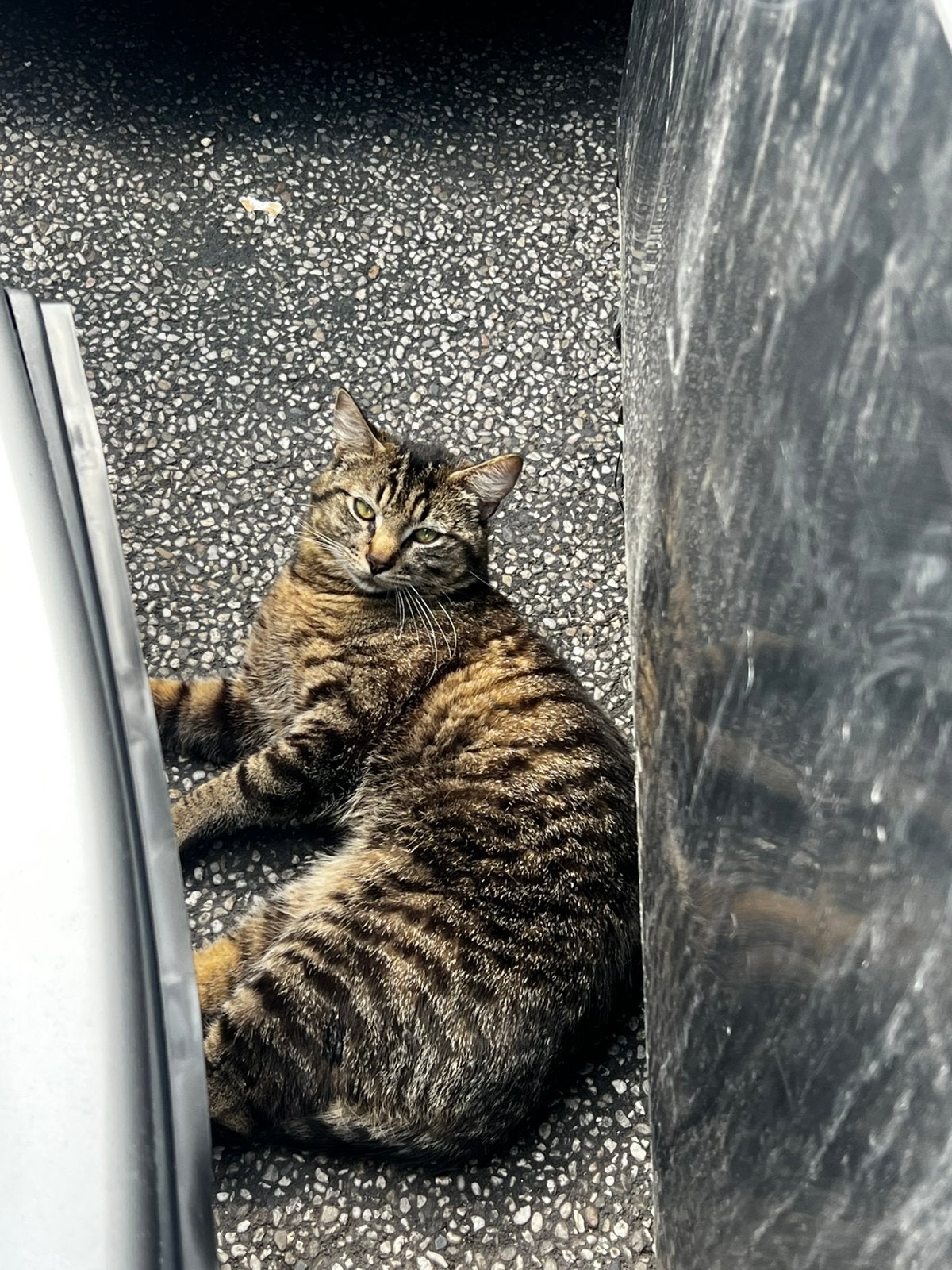 Lieve kater van 9 maanden zoekt een liefdevol thuis, Dieren en Toebehoren, Katten en Kittens | Overige Katten, 0 tot 2 jaar