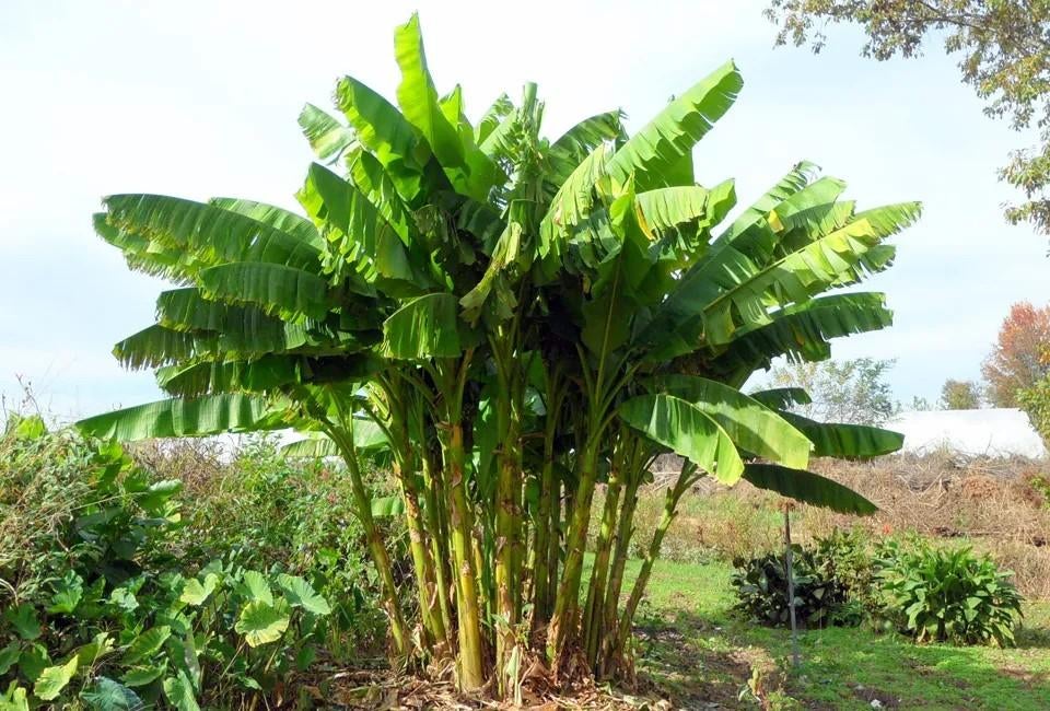 Musa Basjoo Bananenplanten - Winterhard en Robuust, Tuin en Terras, Ophalen, Overige soorten, Volle zon