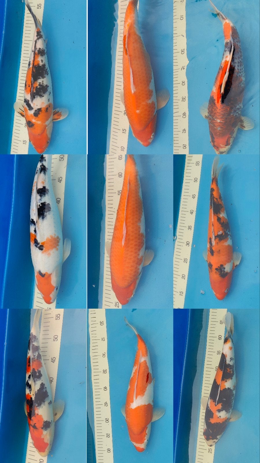 9 koi karpers van Takigawa Farm Japan of 100 euro per koi, Dieren en Toebehoren, Karper of Koi