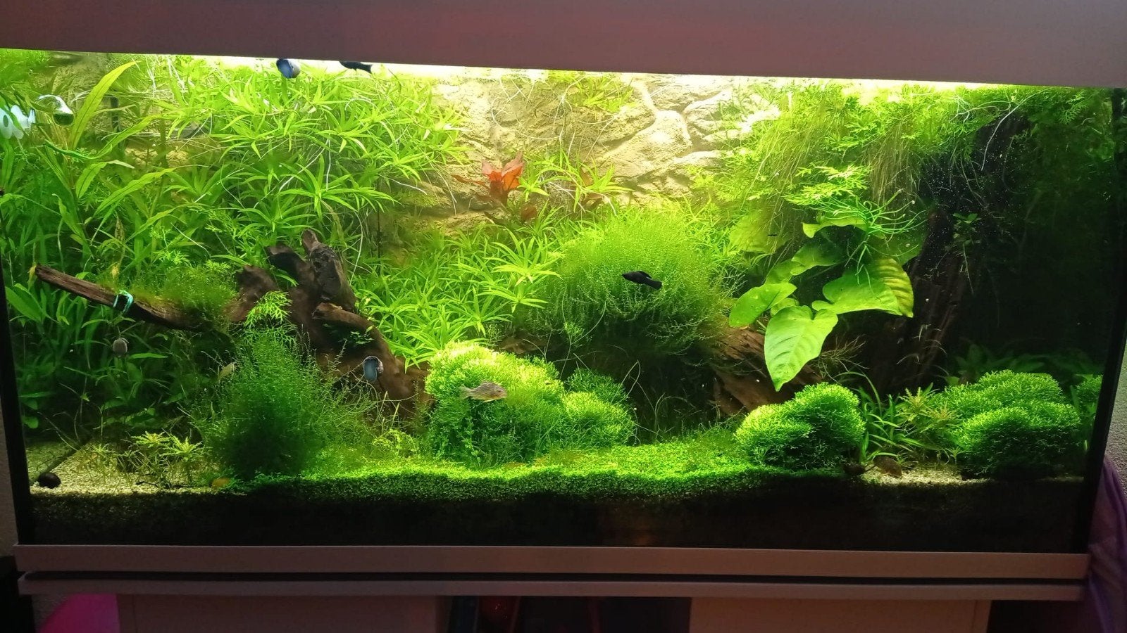 gratis aquarium 120 x 45 x 65, Ophalen, Gebruikt, Leeg aquarium, Overige merken