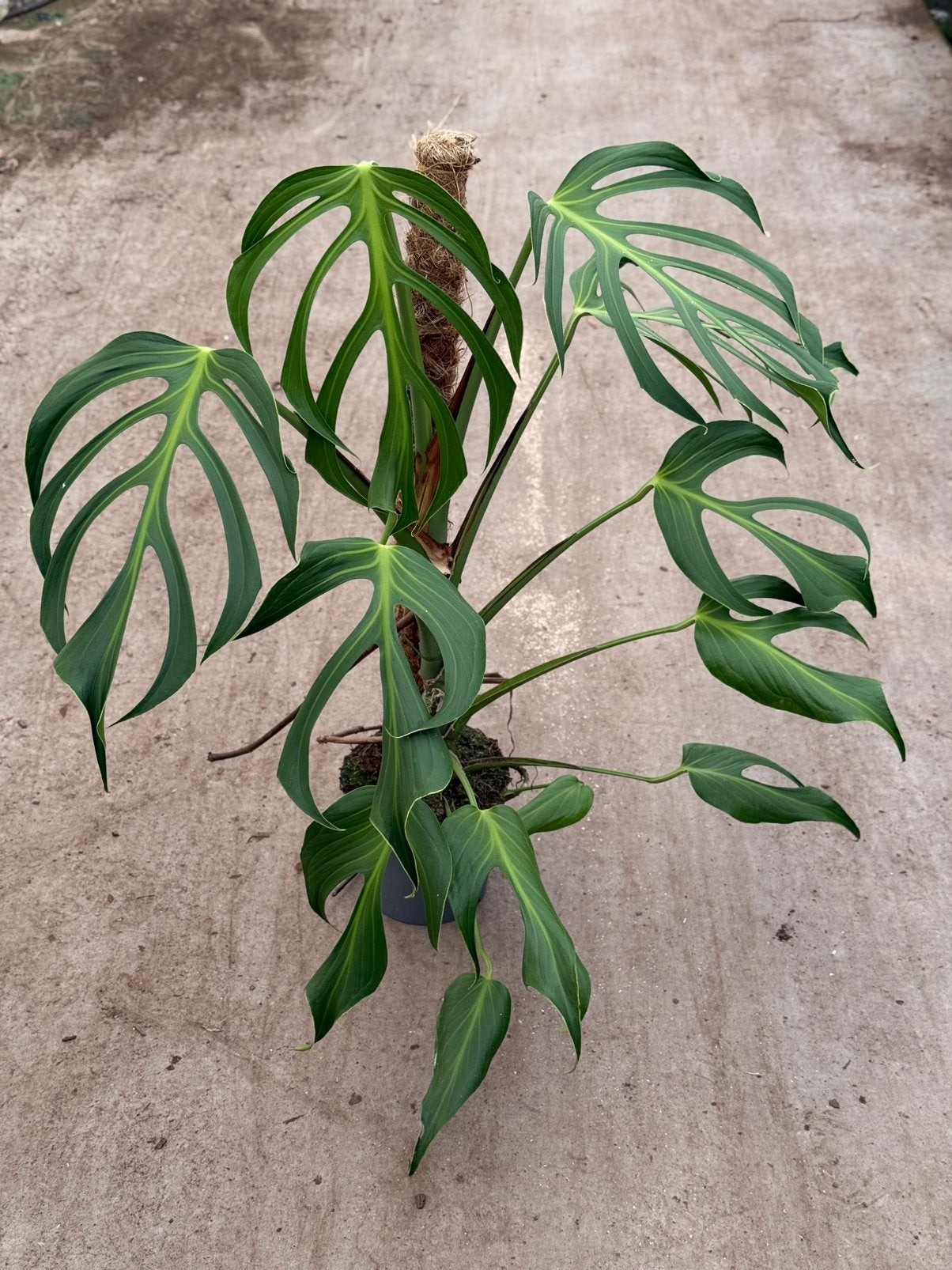Monstera Burle Marx Flame groot, Ophalen of Verzenden, Halfschaduw, Minder dan 100 cm