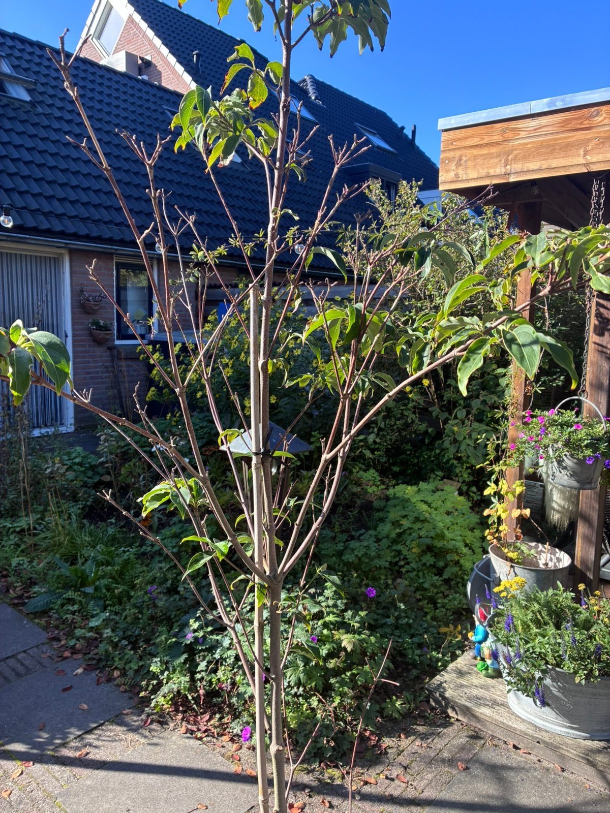 Grootbloemige japanse kornoelje, Ophalen, Halfschaduw, Overige soorten, 100 tot 250 cm