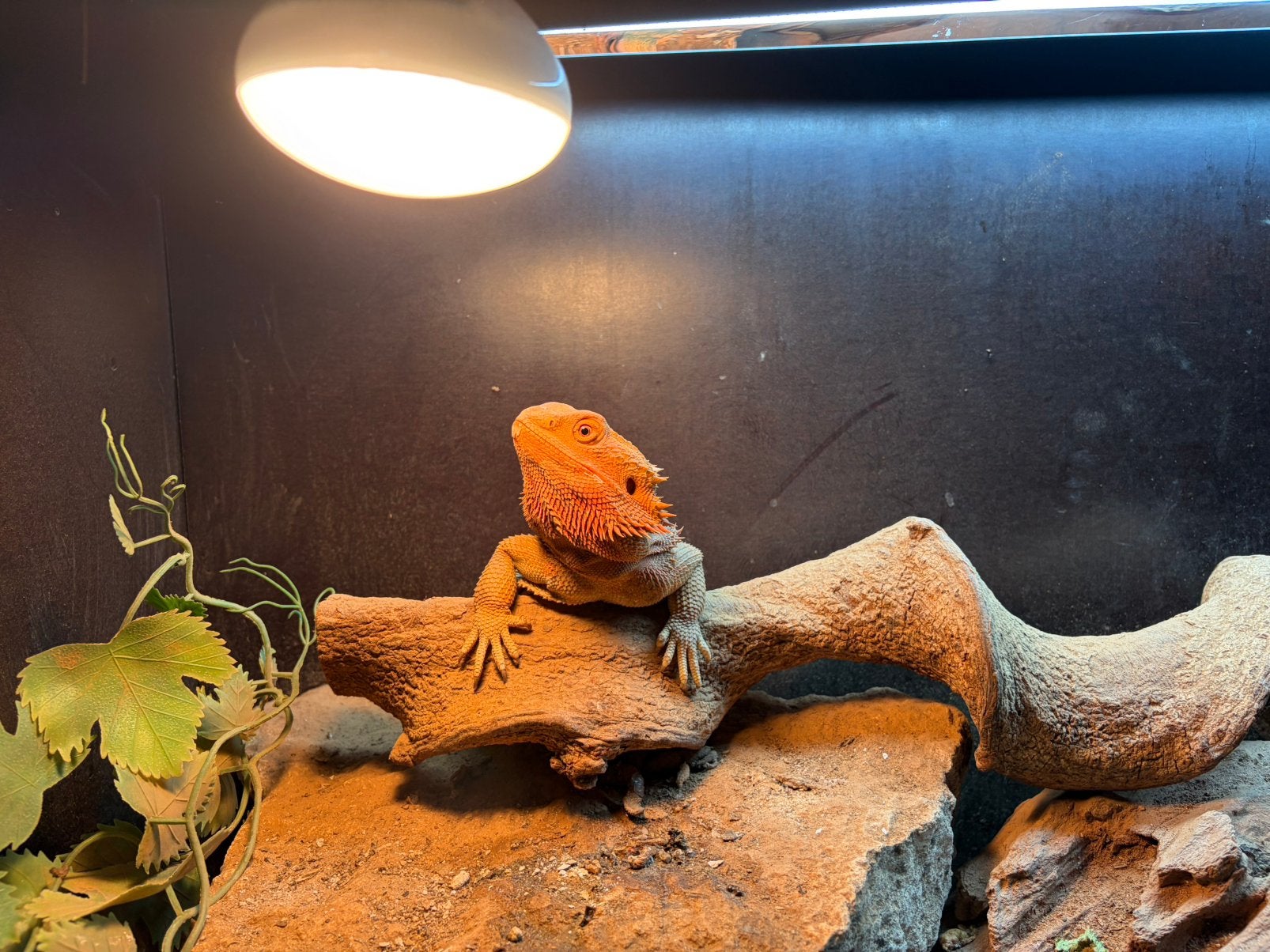 Terrarium betonflex 120cm incl. Toebehoren en baardagaam, Dieren en Toebehoren, Reptielen en Amfibieën, Hagedis, Met terrarium