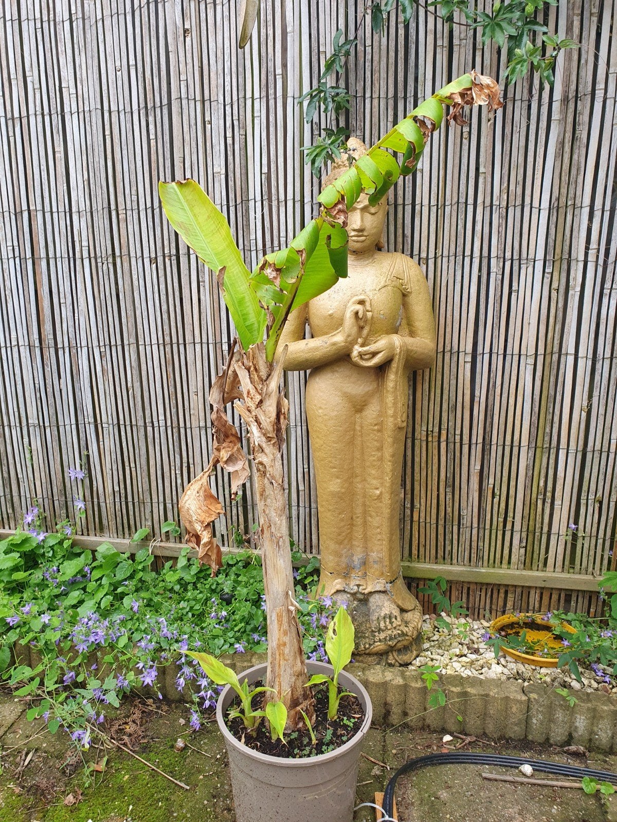 Musa Sikkimensis - Winterharde bananenplant, Tuin en Terras, Planten | Tuinplanten, Ophalen, Volle zon, Vaste plant, Bloeit niet