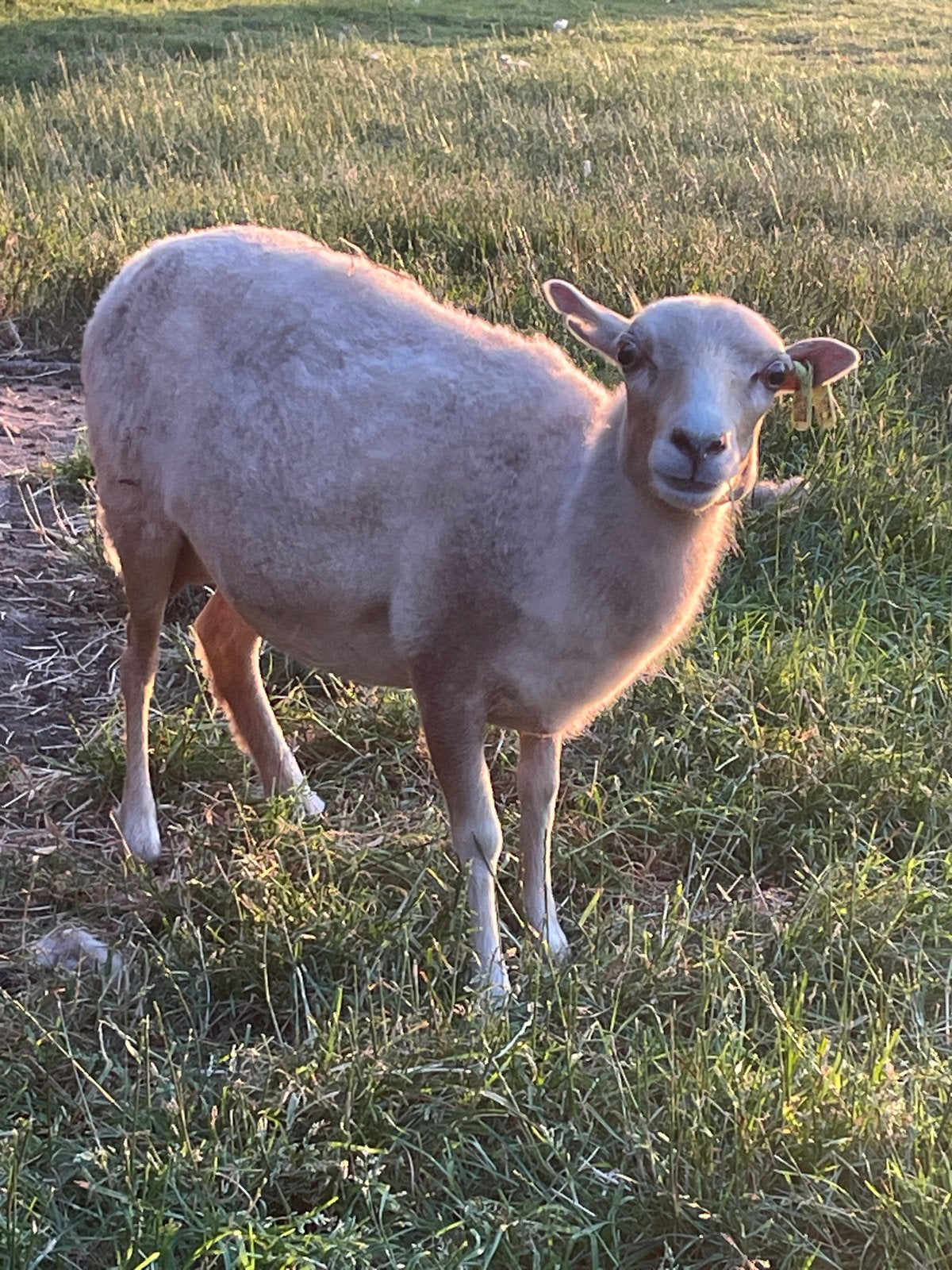 Ouessant ooi, Vrouwelijk, Schaap