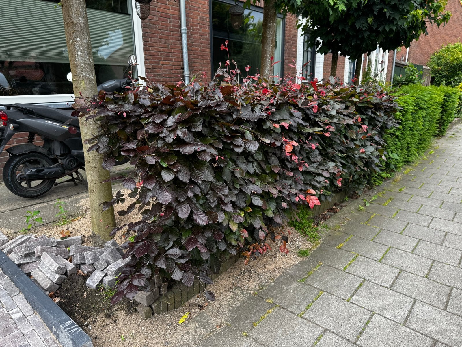 Rode Beukenhaag - 6 strekkende meters, Tuin en Terras, Ophalen, Beukenhaag, Haag, 100 tot 250 cm