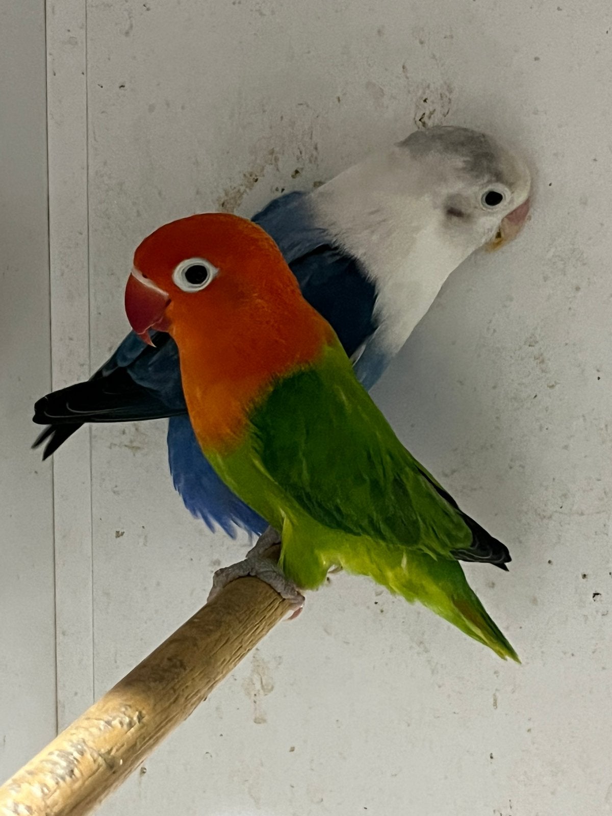 Koppel Fischeri Bewezen TT kwaliteit Geringd., Dieren en Toebehoren, Vogels | Parkieten en Papegaaien, Meerdere dieren, Dwergpapegaai of Agapornis