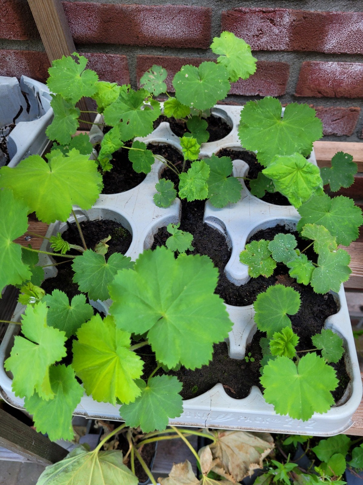 Jonge Vaste Planten - Ideaal voor Tuin en Balkon, Tuin en Terras, Vaste plant, Halfschaduw, Lente, Ophalen