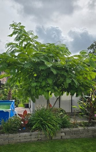Grote Perzische Slaapboom, Albizia Julibrissin te koop!, Tuin en Terras, Ophalen, Volle zon, Overige soorten, 250 tot 400 cm