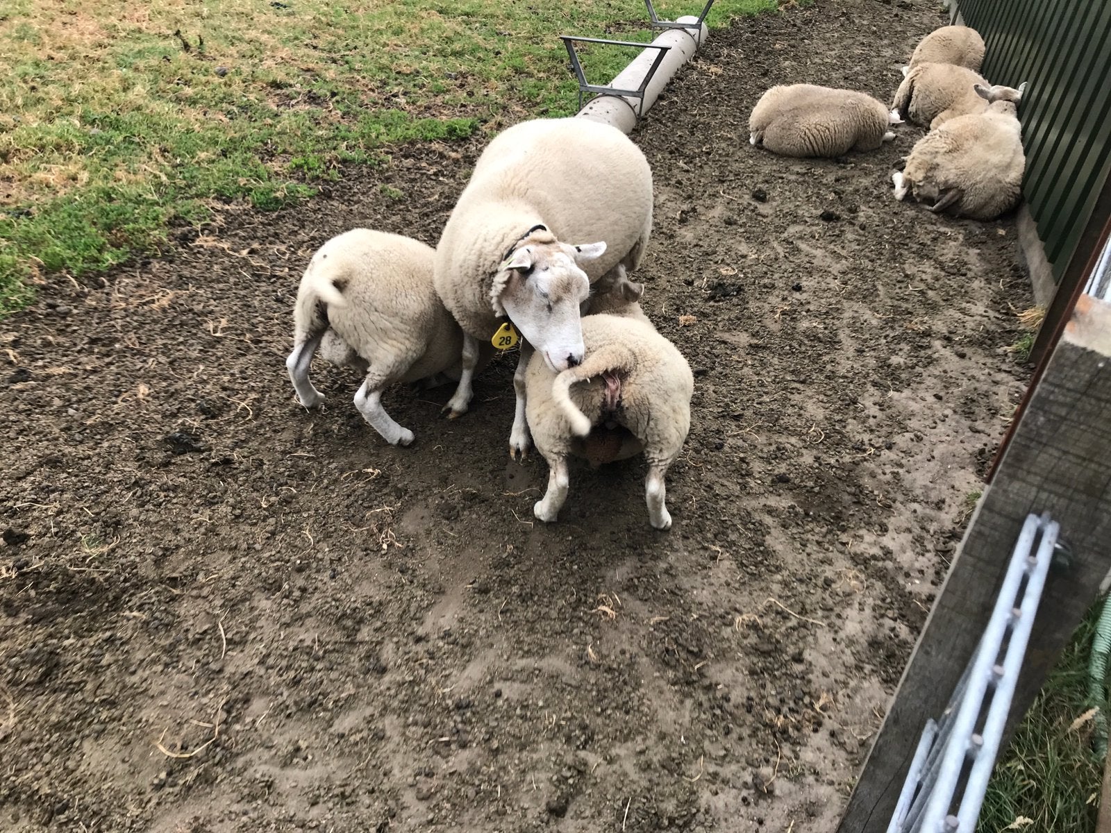 Te Koop één Sch en twee ramlam, Meerdere dieren, Schaap, 0 tot 2 jaar