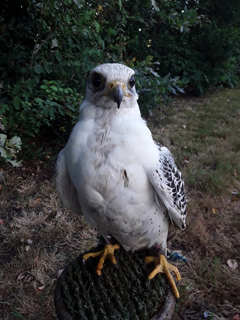 te koop Giersakervalk, Dieren en Toebehoren, Vogels | Overige Vogels, Meerdere dieren, Roofvogel