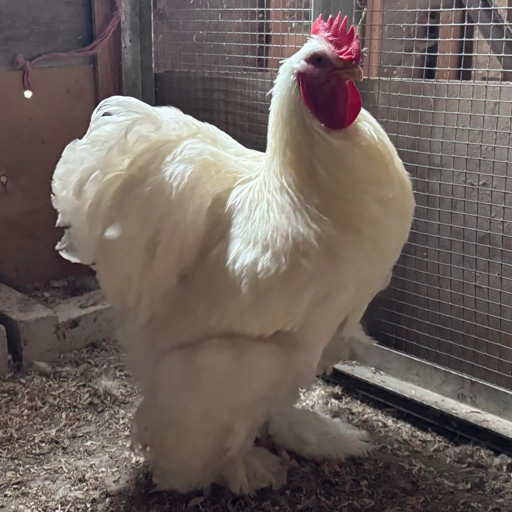 Raszuivere Cochin hanen groot van 2025, Dieren en Toebehoren, Pluimvee, Mannelijk, Kip