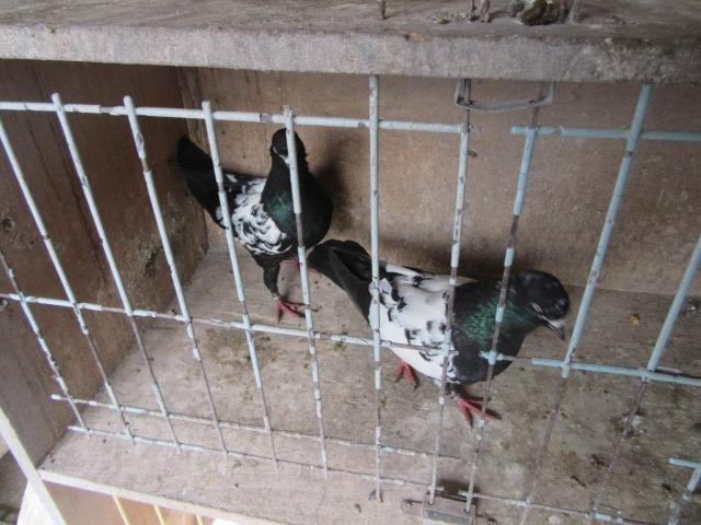 Sierduiven, Dieren en Toebehoren, Vogels | Duiven, Meerdere dieren, Overige soorten