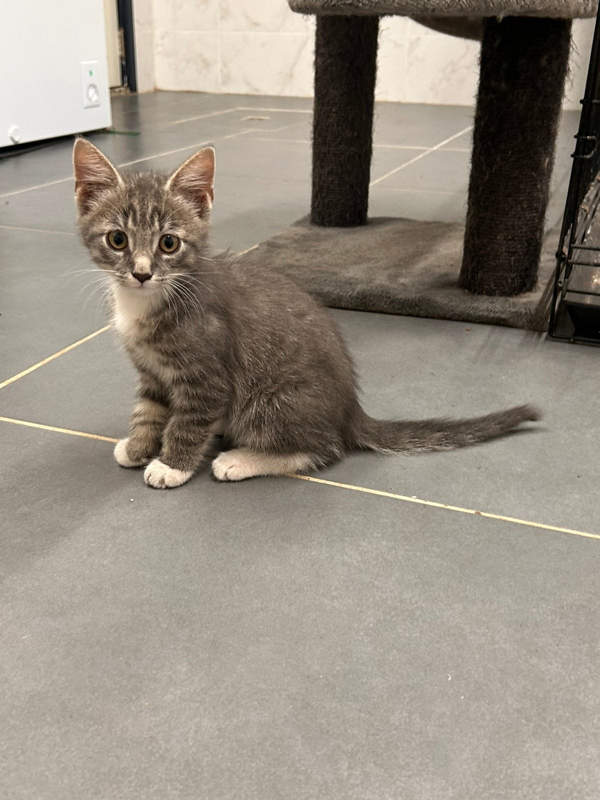 Prachtig netjes kittens, Dieren en Toebehoren, Katten en Kittens | Overige Katten, Meerdere dieren, Langharig, 0 tot 2 jaar