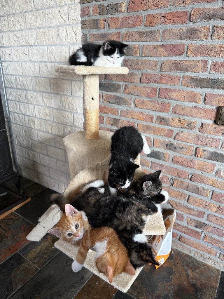 te koop 6 zeer lieve kittens met prachtige vacht., Dieren en Toebehoren, Katten en Kittens | Overige Katten, Meerdere dieren, Langharig