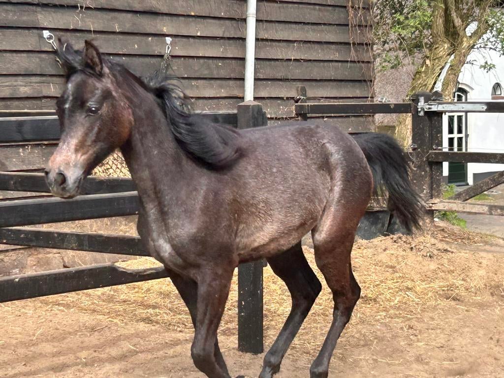 Arabisch Volbloed merrie, Dieren en Toebehoren, Merrie