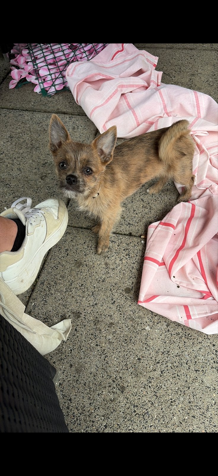Chiwauwa, Dieren en Toebehoren, 15 weken tot 1 jaar, Teef, Eén hond, Chihuahua