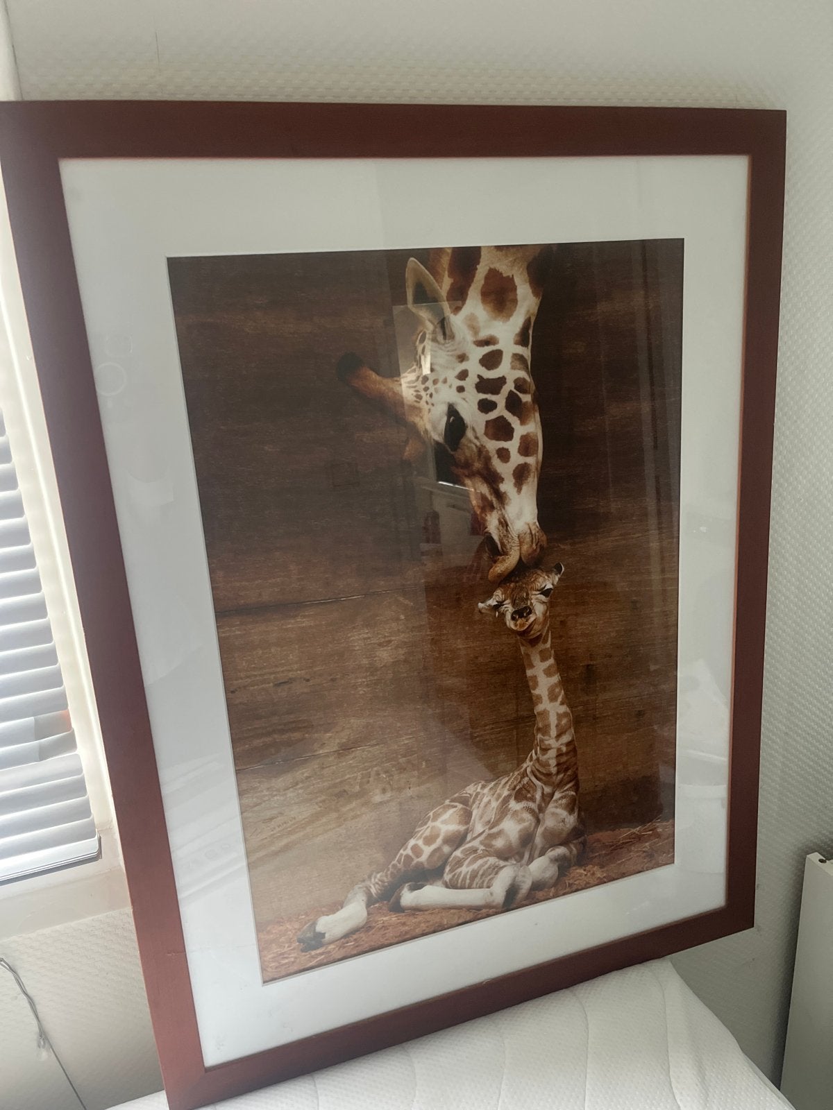 Ingelijste poster: Giraffe met baby, Ophalen, 50 – 75, Zo goed als nieuw, Foto of Poster