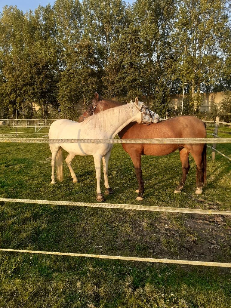 Weilandje te huur, 4 paarden of pony's of meer