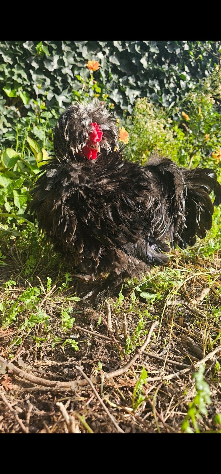 Prachtige USA Zijdehoen Haan – Glad Krulveer Showgirl, Dieren en Toebehoren, Mannelijk, Kip