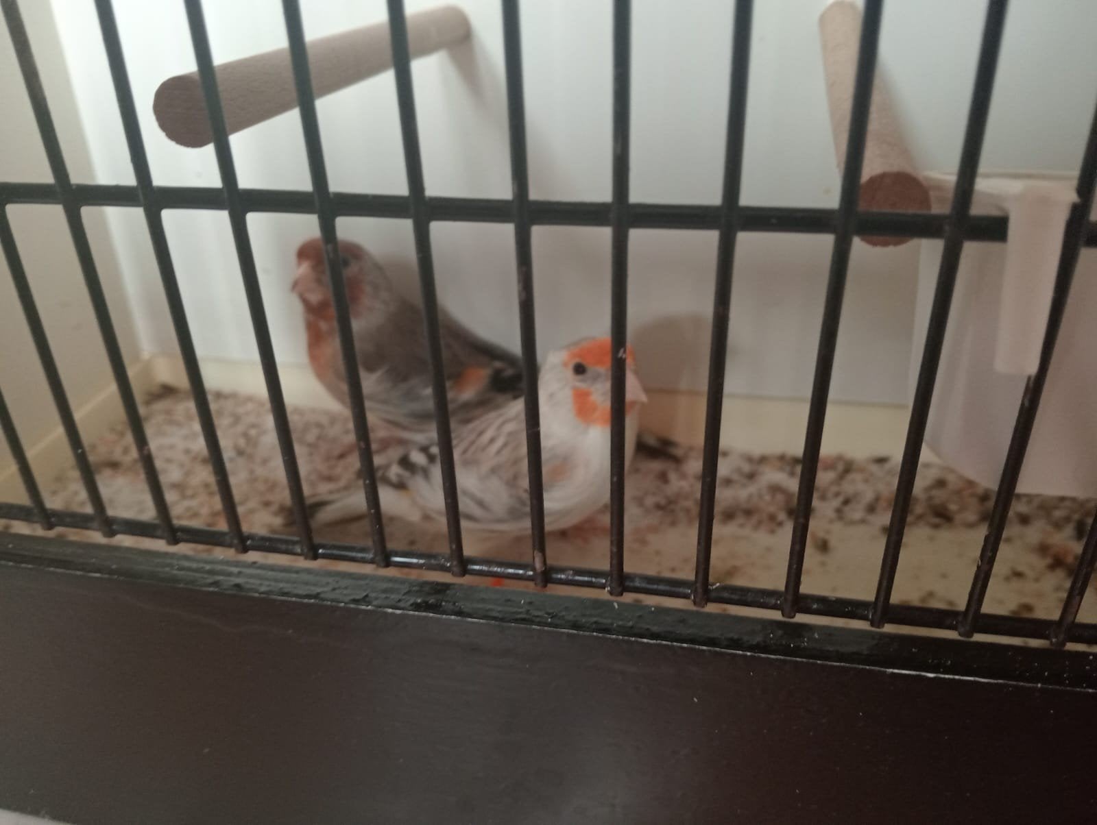 te koop, Mannelijk, Wildzangvogel