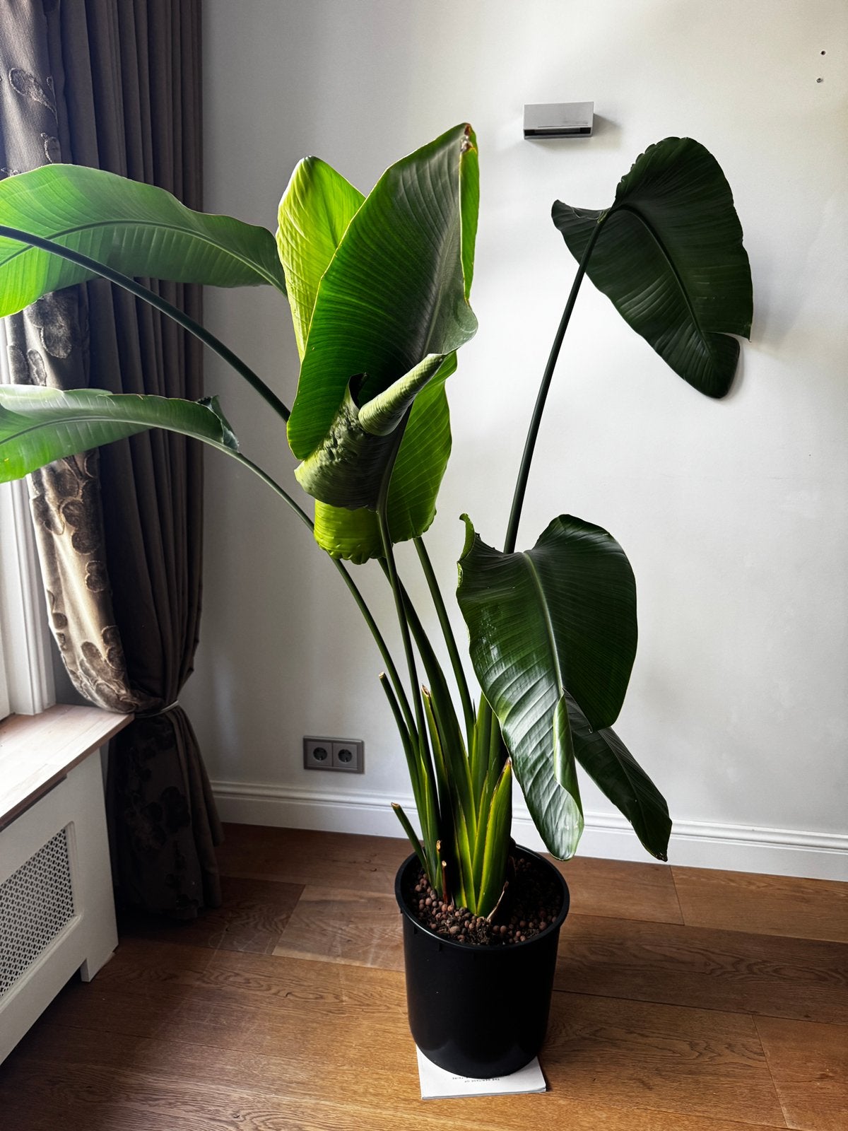 Strelitzia nicolai (Paradijsvogelplant), Ophalen, Halfschaduw