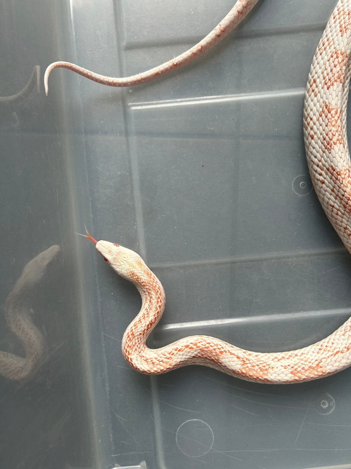 Korenslang te koop Corn Snake photo 6