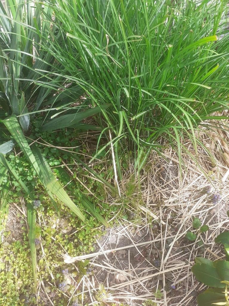 siergras lijkt op vedergras gratis, Ophalen, Vaste plant, Siergrassen, Volle zon