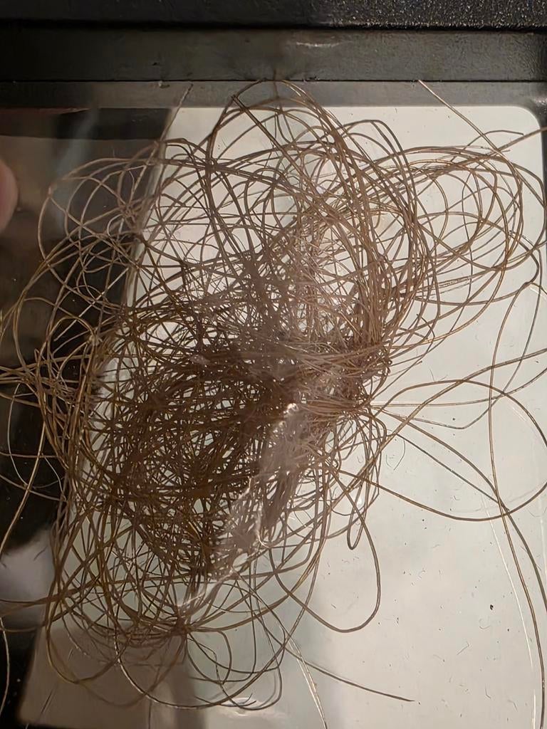 Prachtig plukje mammoet haar uit jakoetsk Rusland., Ophalen of Verzenden, Fossiel