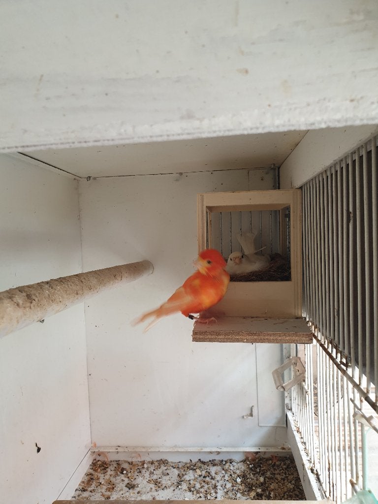 Bewijzen koppel kanarie, Dieren en Toebehoren, Ophalen, Zo goed als nieuw, Hout, Vogelkooi