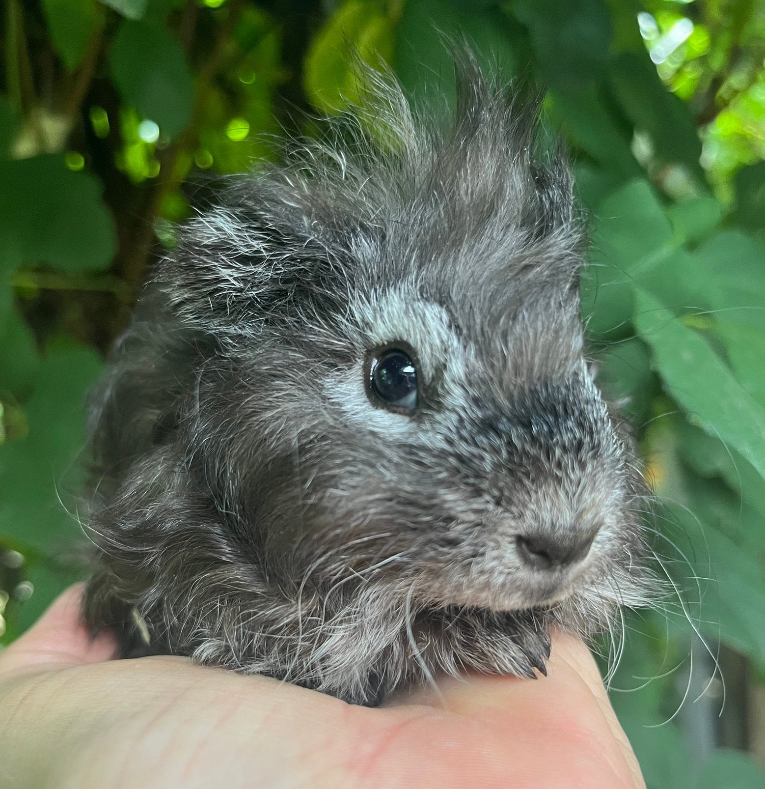 Heel mooi zilvervos CH teddy beertje, Dieren en Toebehoren, Cavia, Mannelijk, Juli, Tam
