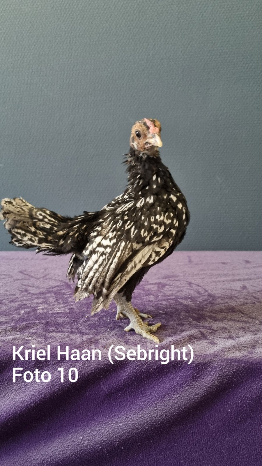Kriel Kuikens ( hanen ) MOGEN NAAR BUITEN., Meerdere dieren, Kip