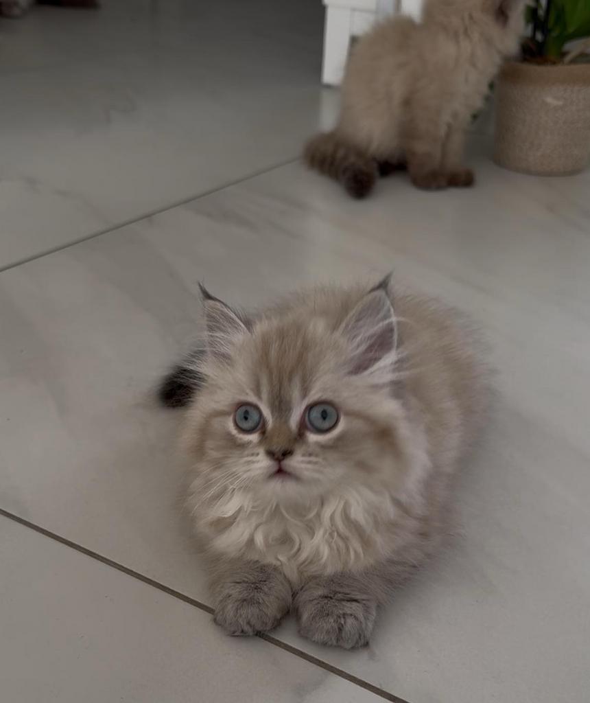 Lieve Perzische kittens - nog 2 beschikbaar❗️, Meerdere dieren, Ontwormd