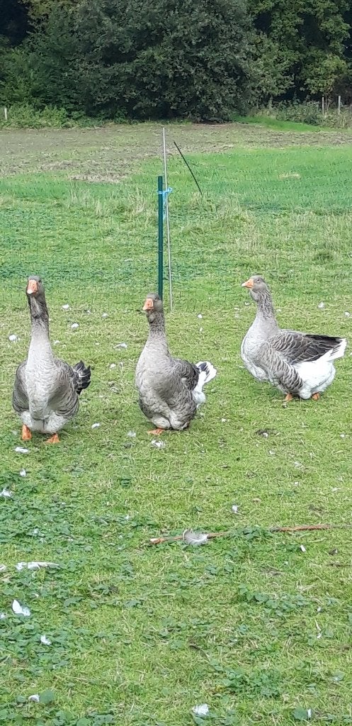 Zwanen Ganzen en Siereenden., Dieren en Toebehoren, Pluimvee, Meerdere dieren, Gans of Zwaan