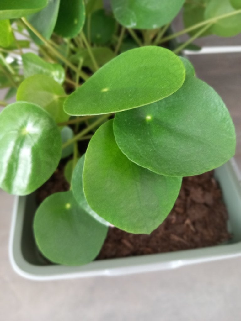 Pannenkoekplant, Huis en Inrichting, Kamerplanten, Vetplant, Minder dan 100 cm, Groene kamerplant, Halfschaduw
