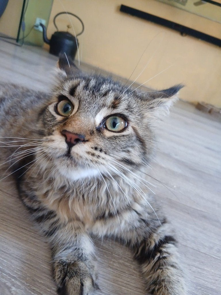 Main Coon poes 6 mnd, Poes, Met stamboom, 0 tot 2 jaar