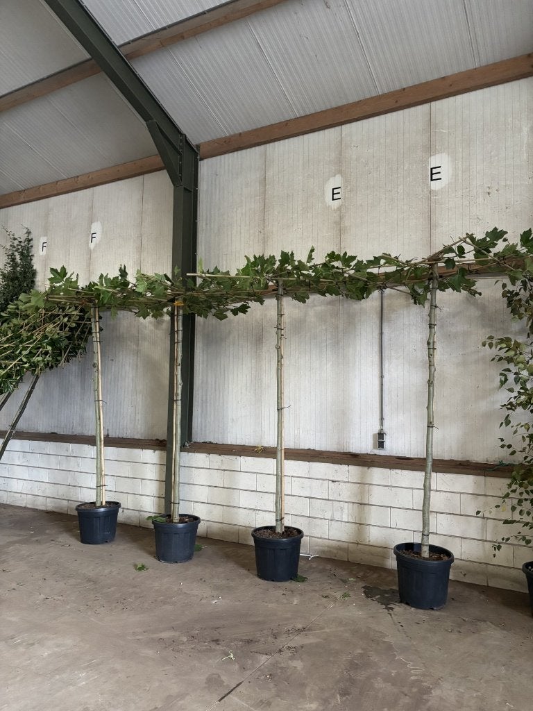 Dakplataan 220/240 cm – bamboe rek 10/12, 12/14 & 14/16, Tuin en Terras, In pot, Bloeit niet, Halfschaduw, Ophalen of Verzenden