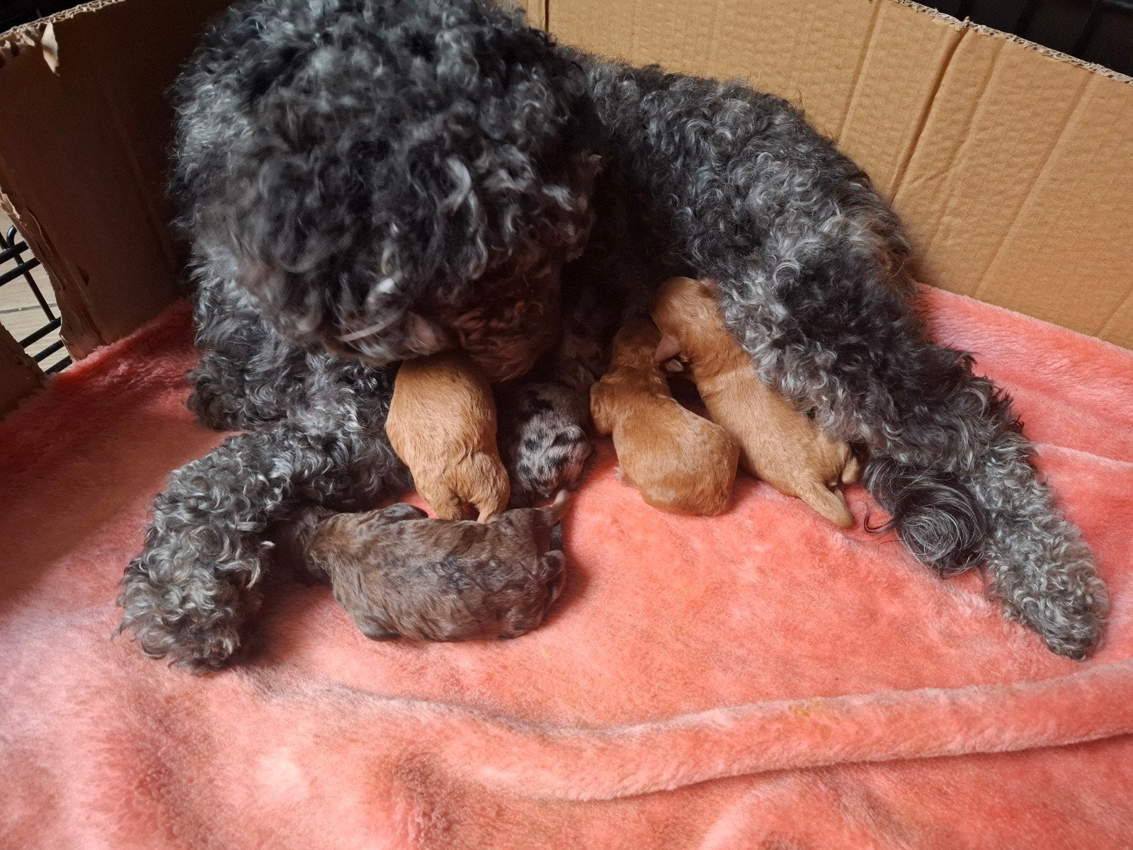 mini labradoodles, Dieren en Toebehoren, CDV (hondenziekte), 8 tot 15 weken, Teef, Eén hond