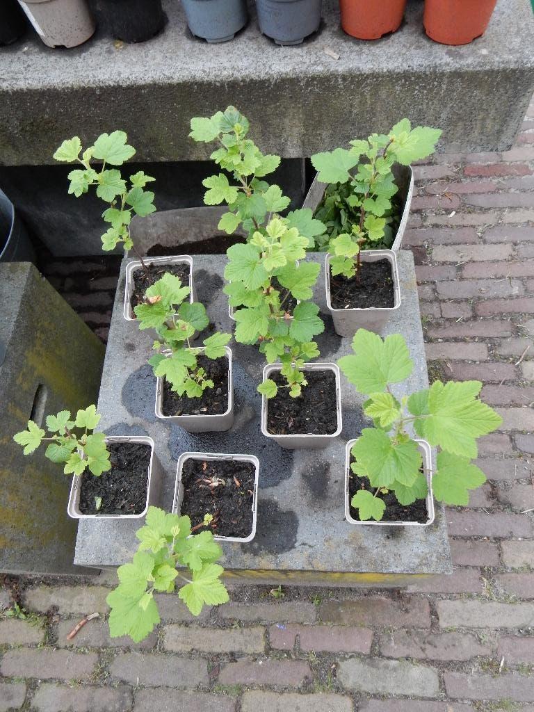 RIBES, Tuin en Terras, Vaste plant, Halfschaduw, Lente, Ophalen
