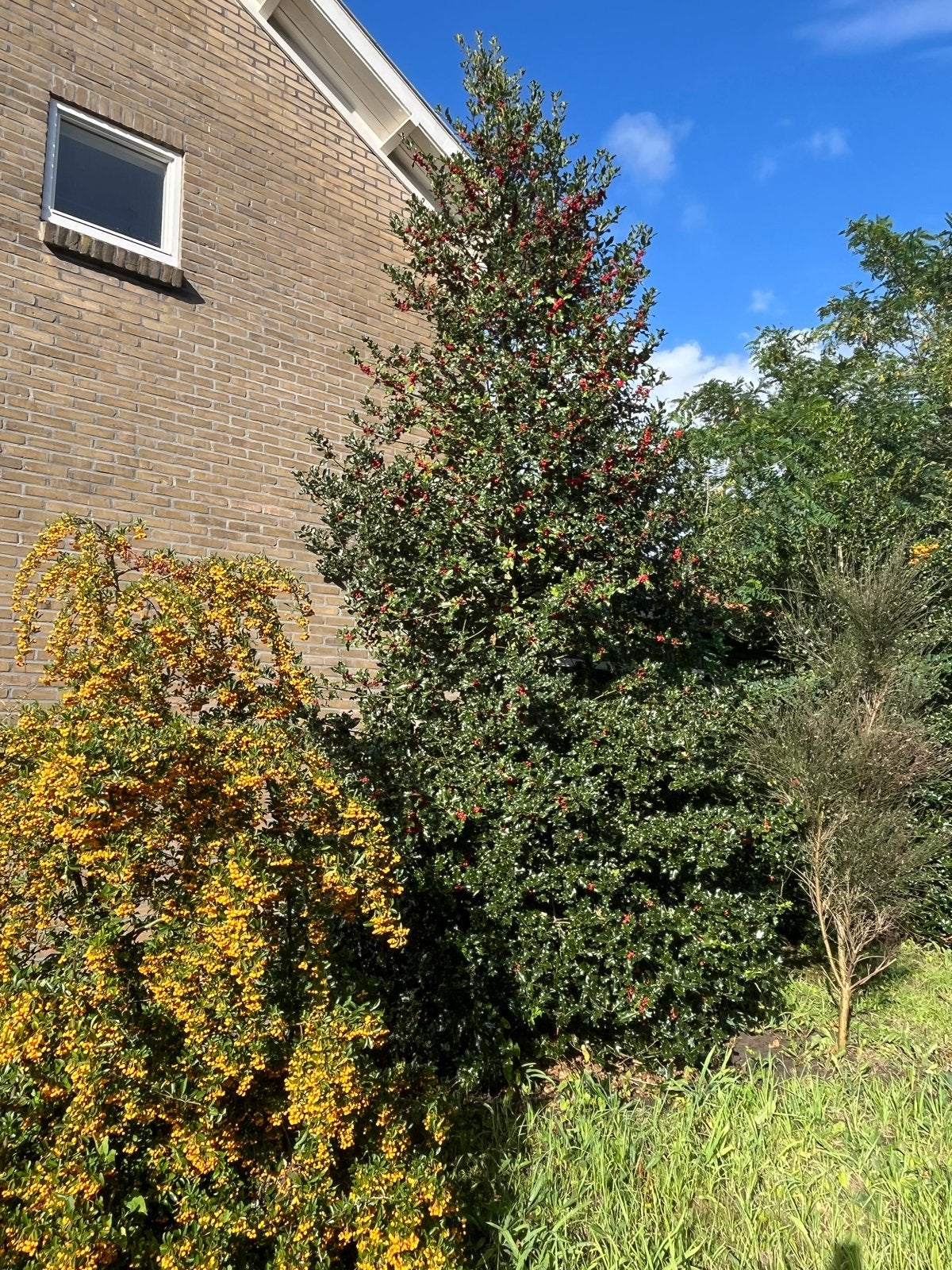 Gratis grote hulst plant zelf uitgraven, Vaste plant, Halfschaduw, Winter, Ophalen