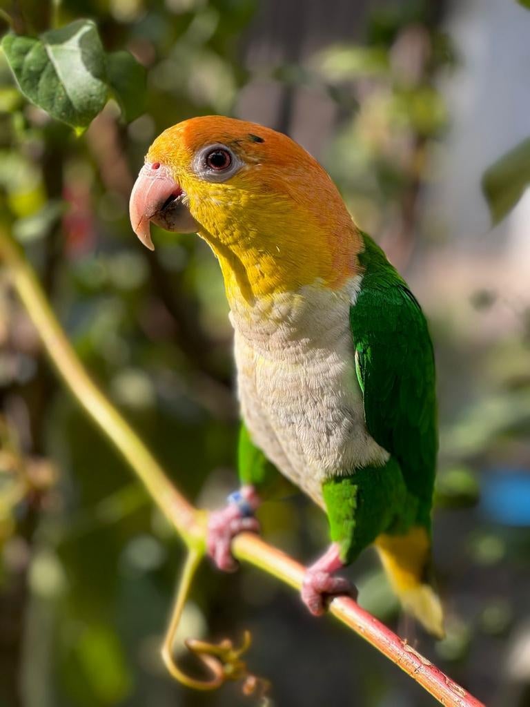 Caique, Dieren en Toebehoren, Vrouwelijk, Papegaai, Tam