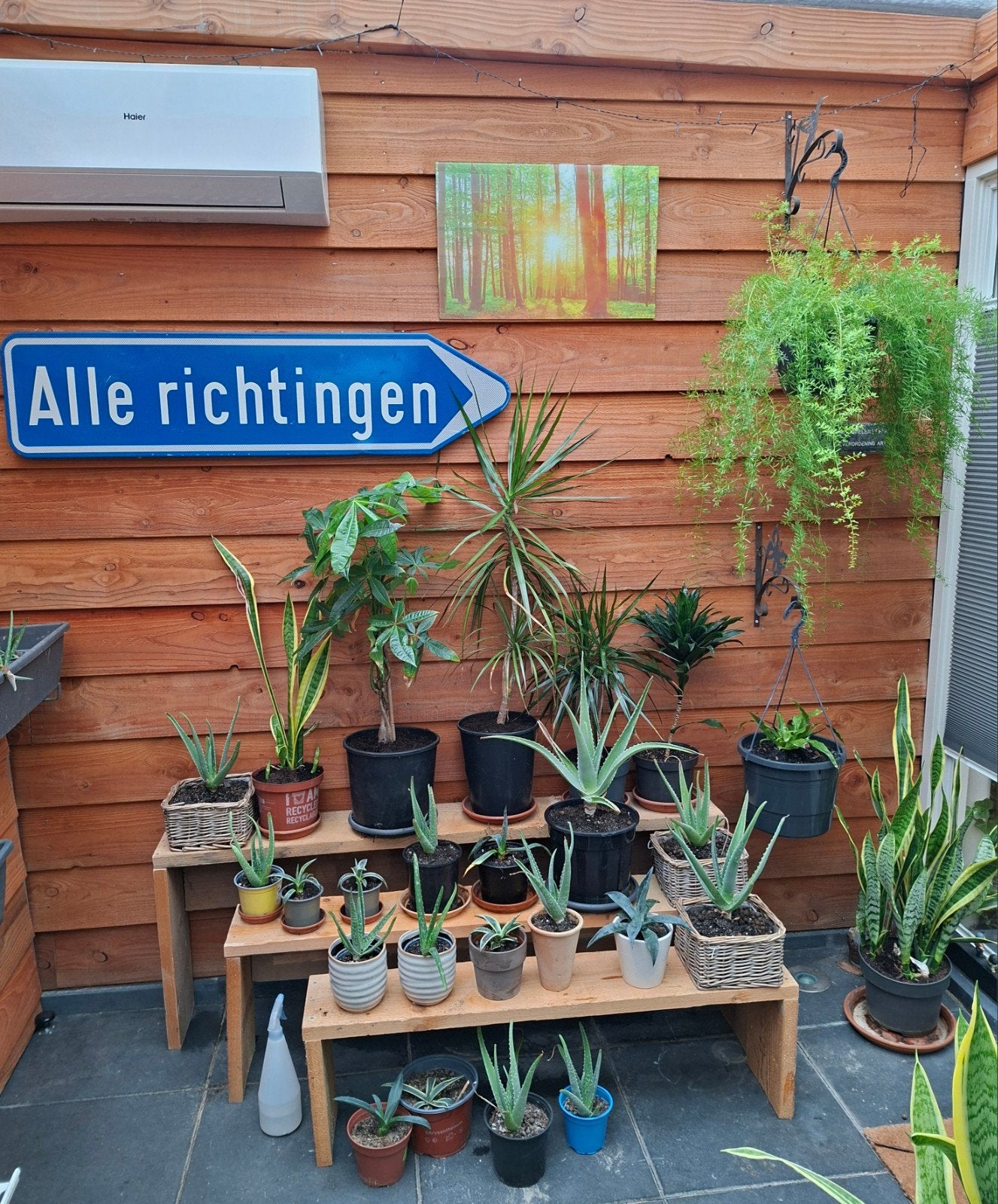 Diverse kamerplanten te koop: Agave, Aloë Vera, Dracaena, Huis en Inrichting, Ophalen