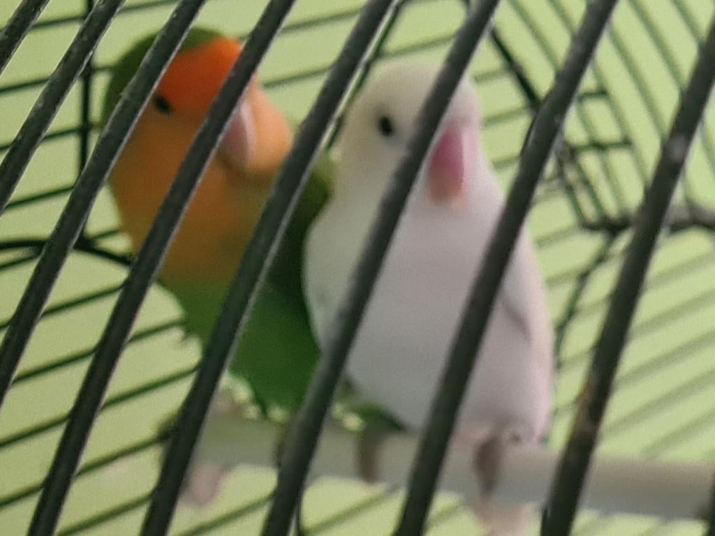 Stel agapornisen, Dieren en Toebehoren, Vogels | Parkieten en Papegaaien, Meerdere dieren, Parkiet