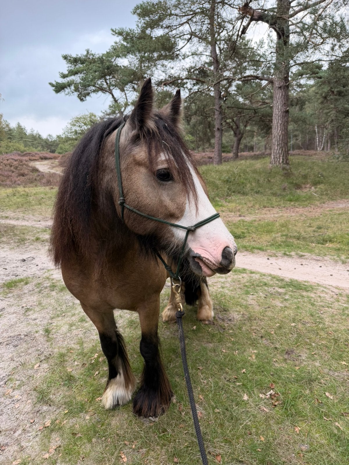 Verzorger voor de meest lieve Tinker gezocht omg bos Soest, Dieren en Toebehoren, Ophalen of Verzenden